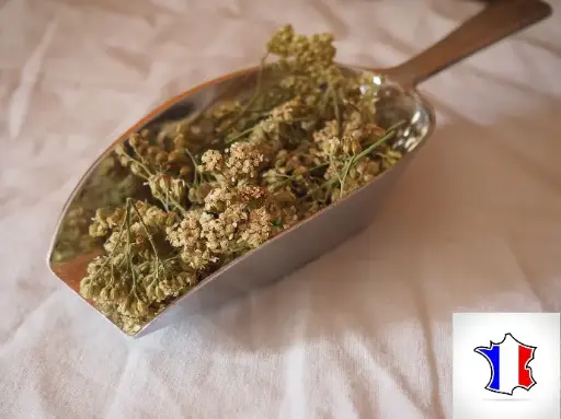 Achillée millefeuille