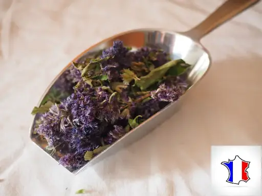 Agastache