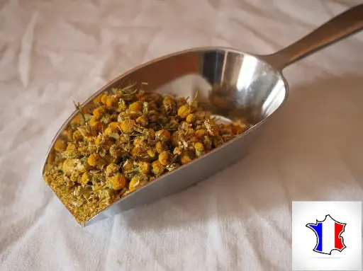 Camomille matricaire